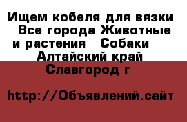 Ищем кобеля для вязки - Все города Животные и растения » Собаки   . Алтайский край,Славгород г.